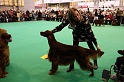 Crufts2011_2 097